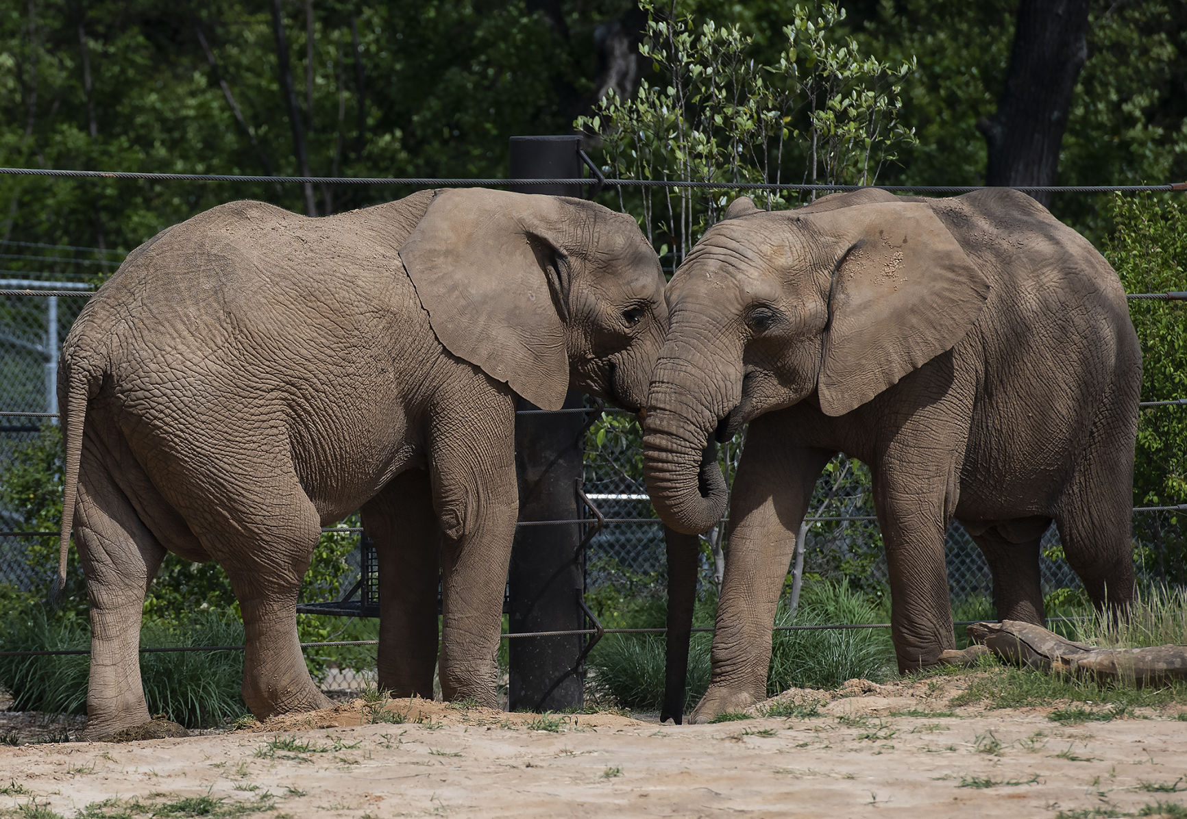 20190416_New_Elephants_Zoo_02web.jpg